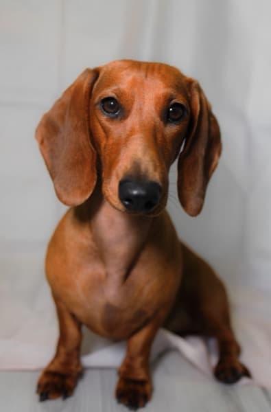 Dachshund portrait