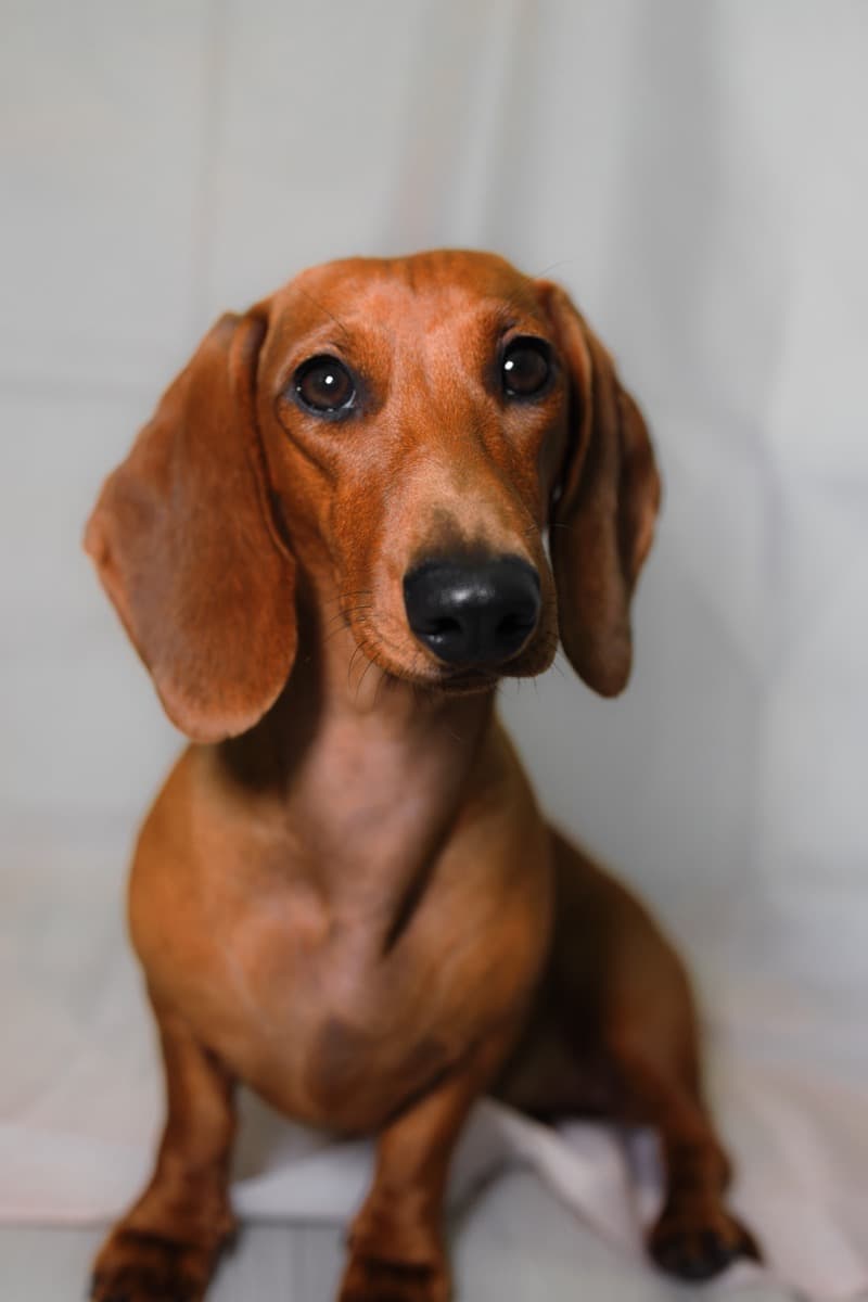 Dachshund portrait