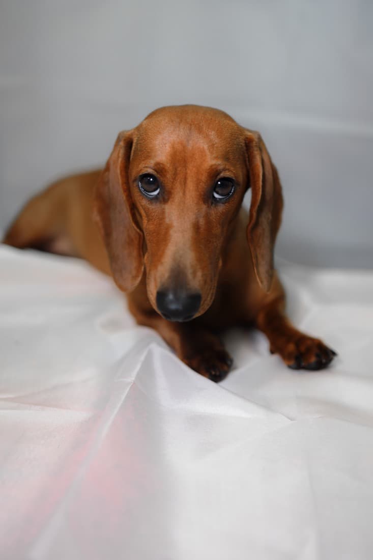 Dachshund resting